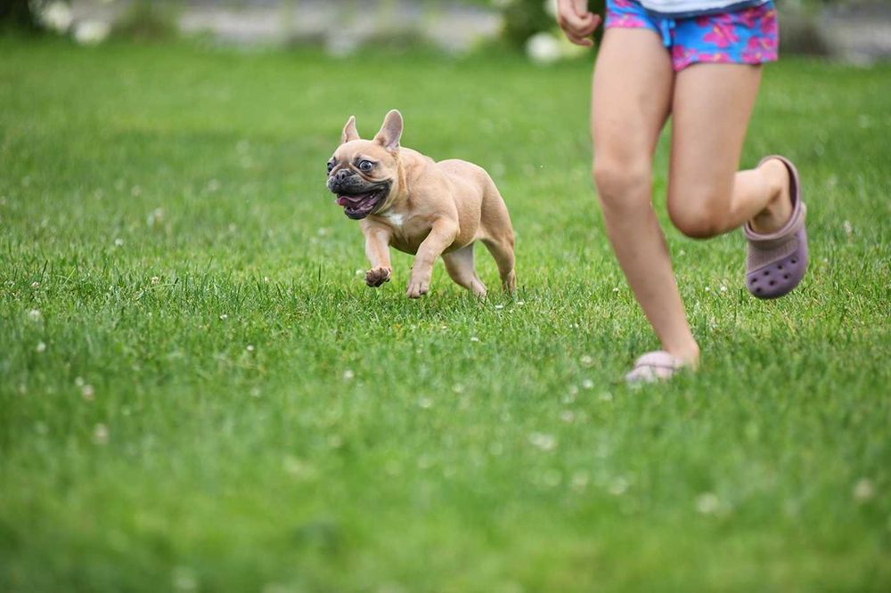 Французкий бульдог щенок в поисках своей семьи! Ждёт именно вас!