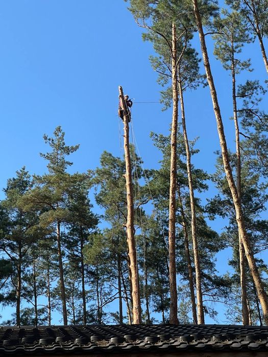 Зрізання дерев, Спил, Кронування, Корчування!