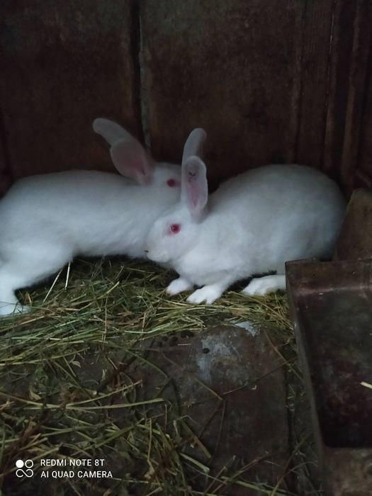Продам Кролі термонці    250 грн
