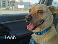 Leon - przyjazny pies do adopcji