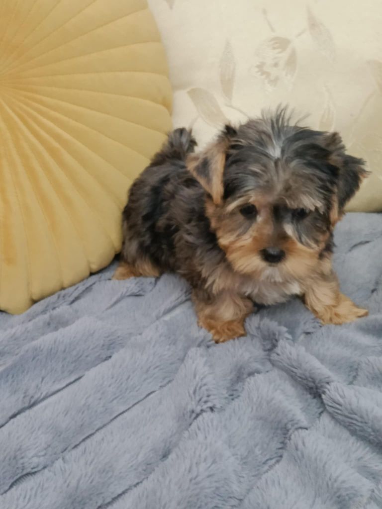 Yorkshire terrier choco merle