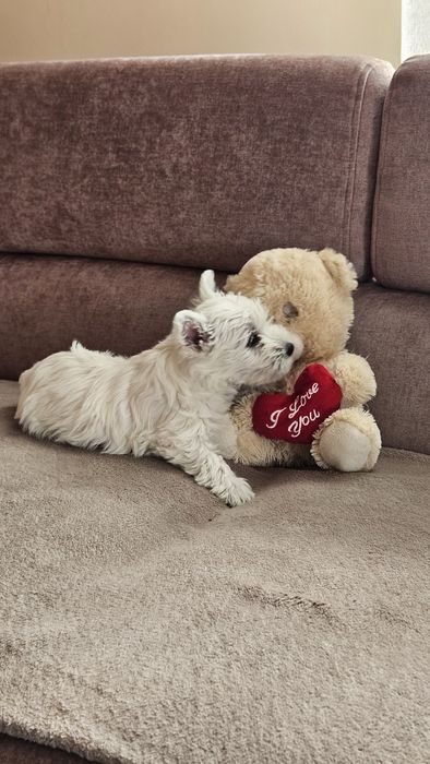 West Highland terrier