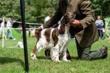 Springiel Spaniel Angielski