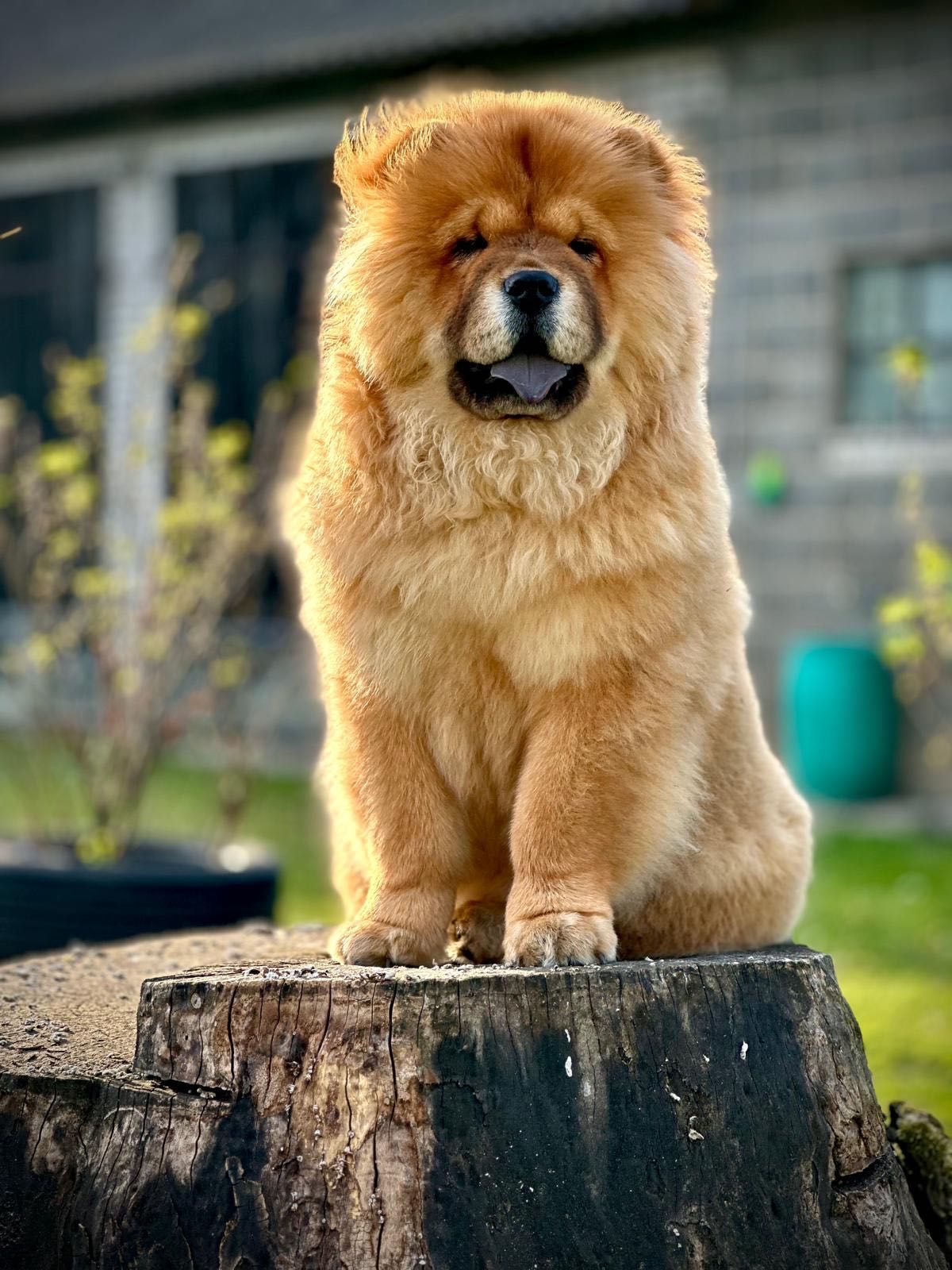 Chow Chow ZKwP / FCI