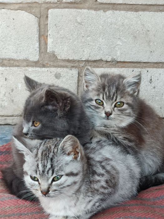 Віддам кошенят в добрі руки