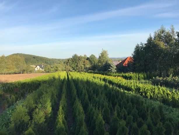TUJA BRABANT thuje tuje z gruntu 180 - 200 TRANSPORT SADZENIE szmaragd