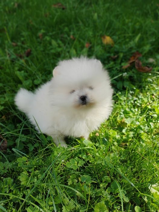 Piesek rasy szpic miniaturowy pomeranian, piesek miś