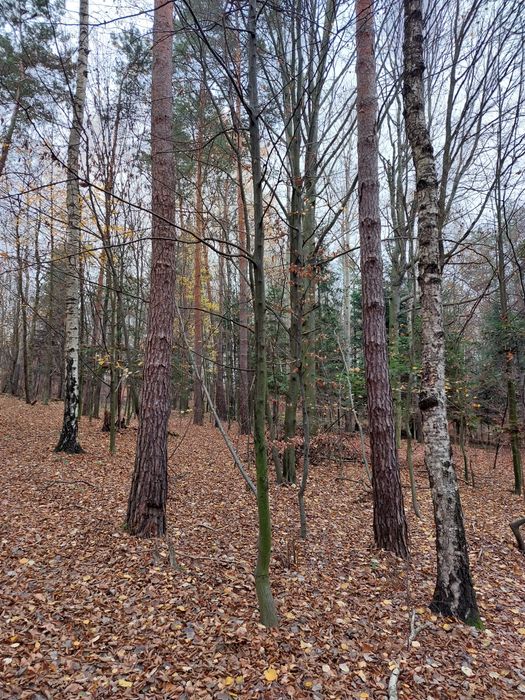 Las mieszany 31 arów