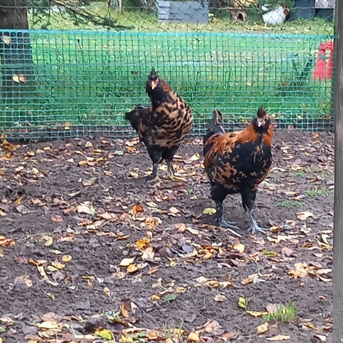 Kogut rasy pawłowskiej