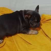 Bulldog francês black and tan  portador de testavel, blue e cocoa