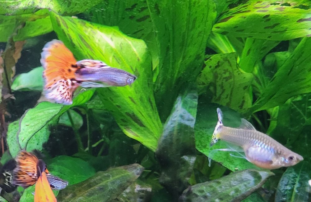 gupiki różnokolorowe, pawie oczko