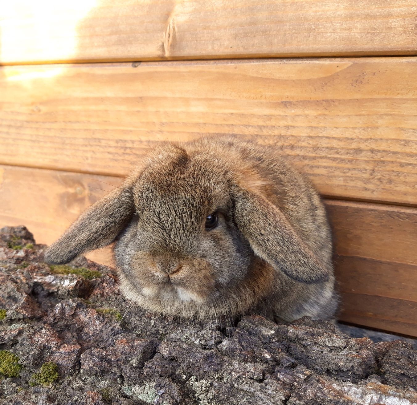 Królik karzełek baranek mini lop szary