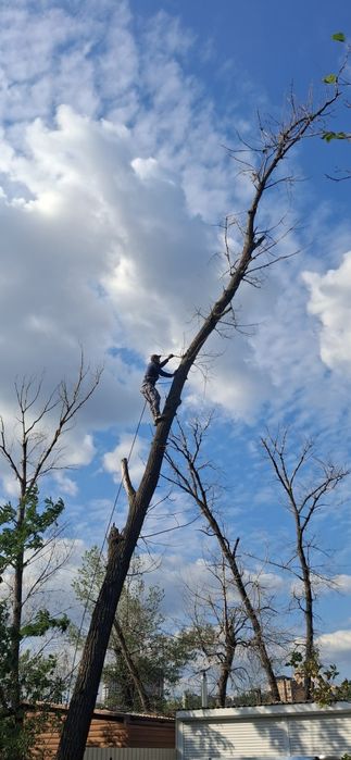 Спил деревьев, любая сложность
