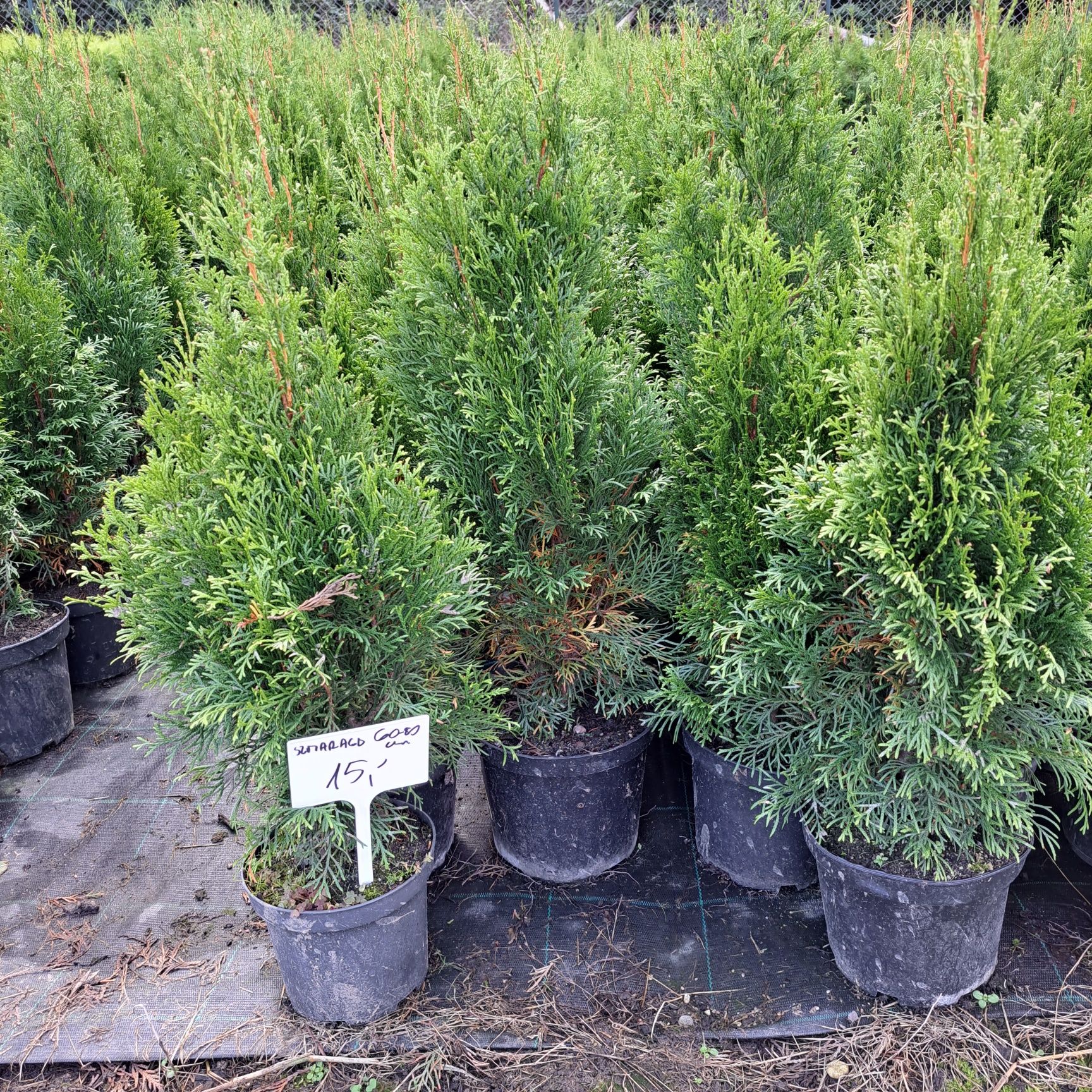 Szmaragd 60-80cm Producent