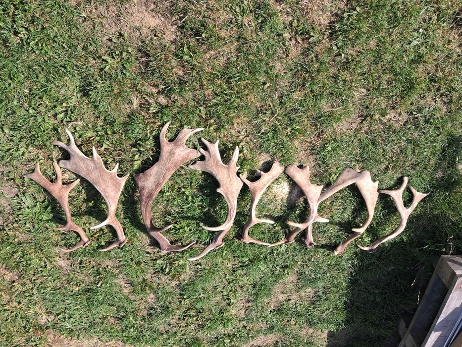 Zrzuty Daniela Poroże