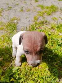 Oddam w dobre ręce Jack Russell terrier