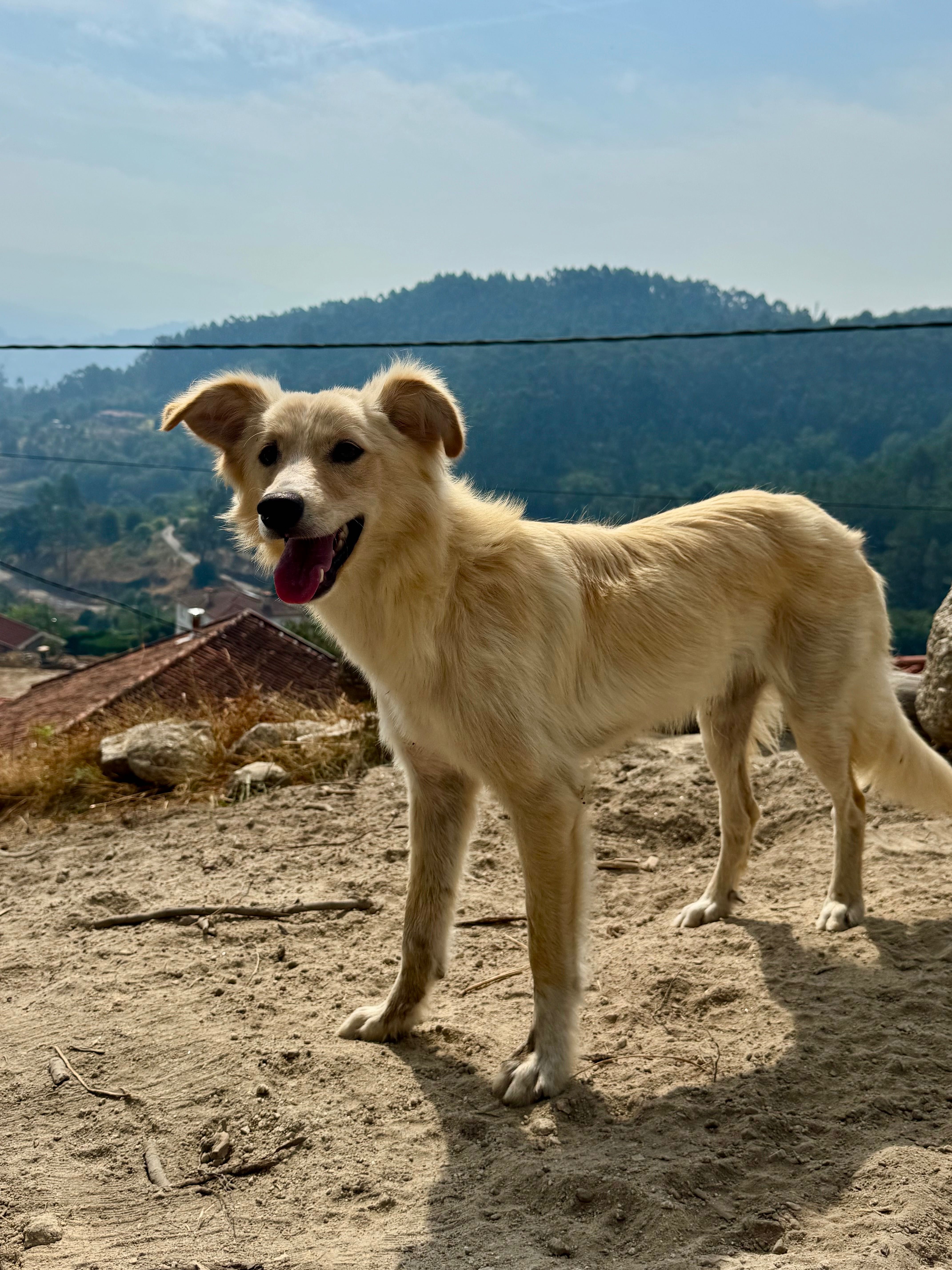 O cão mais doce para adoção
