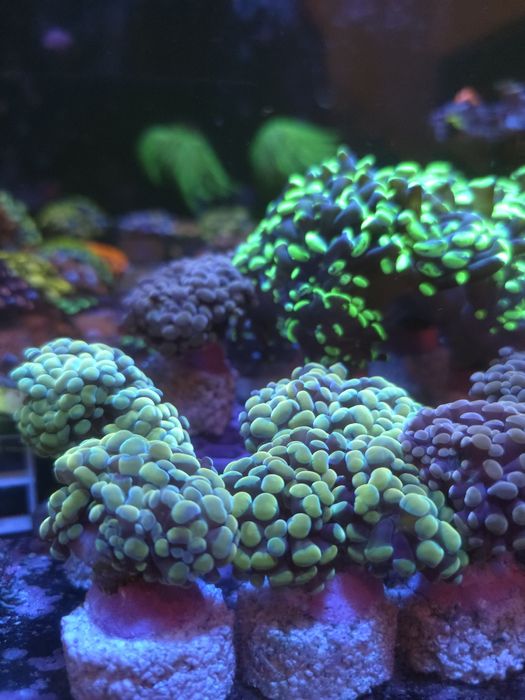 Euphylias bronze corais de agua salgada