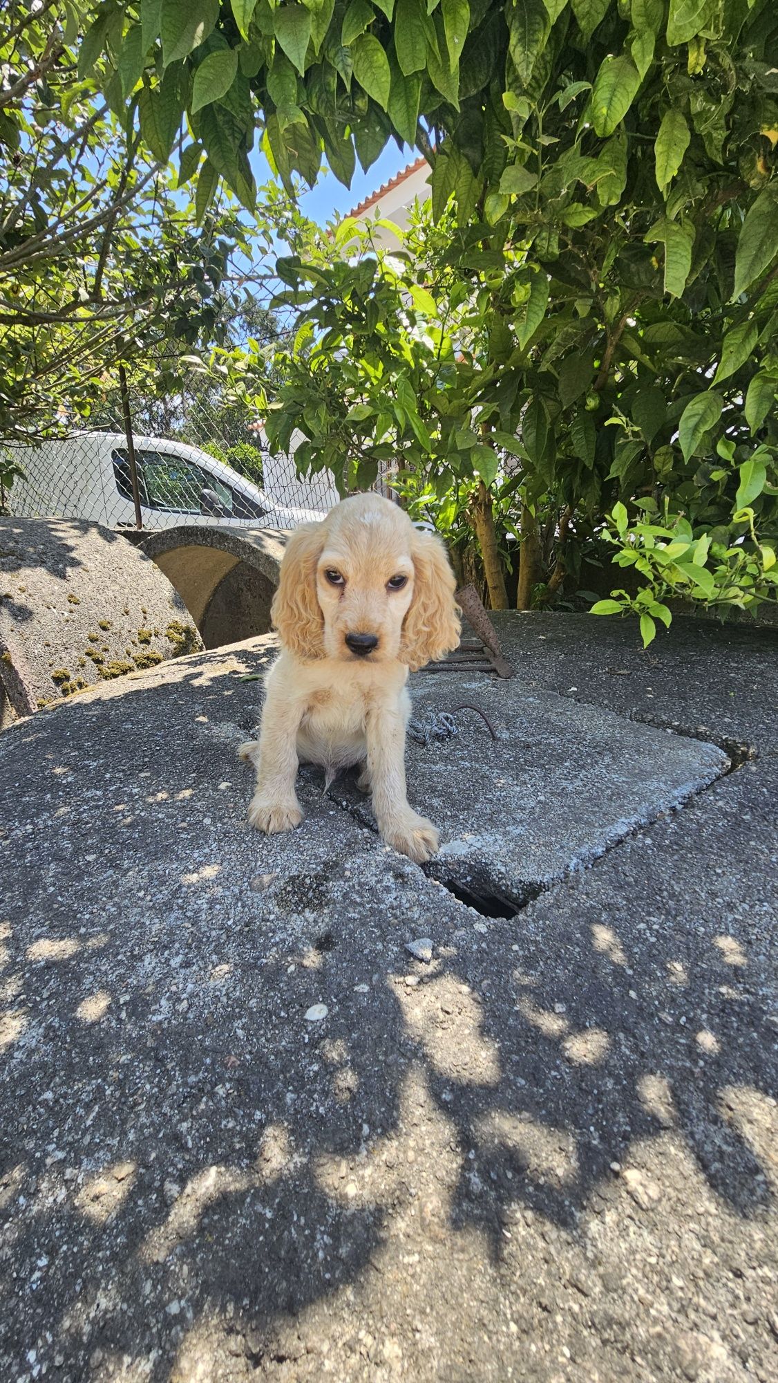 Coocker spaniel Macho