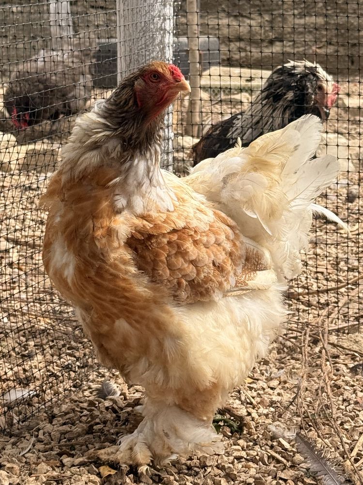 Galinha Brahma Red Pyle