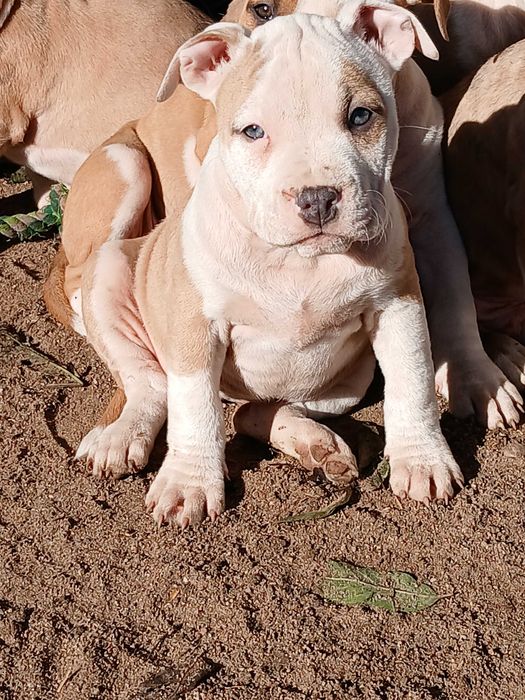 Piękna suczka Amstaff, Lilka z rodowodem,  szczeniak