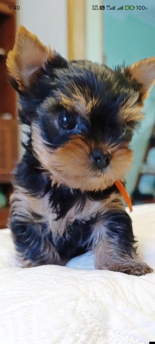 Продаю щенков йоркширского терьера.