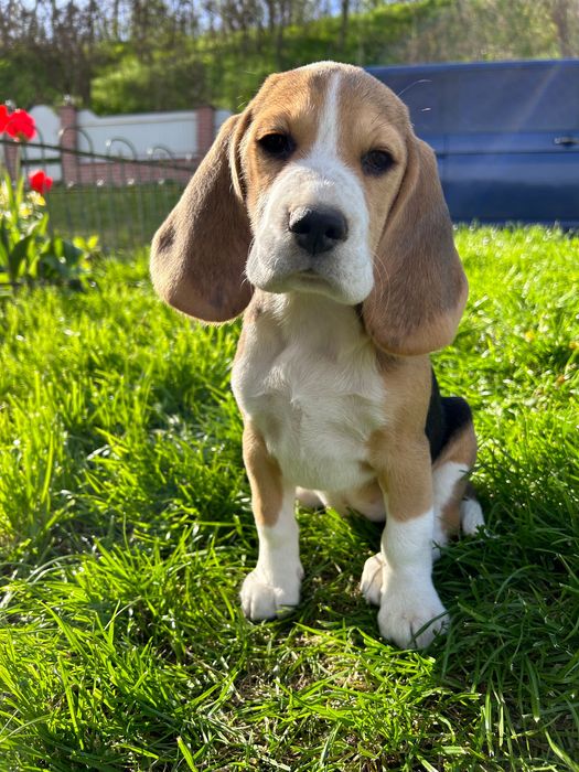 Вуханки - біглюші!