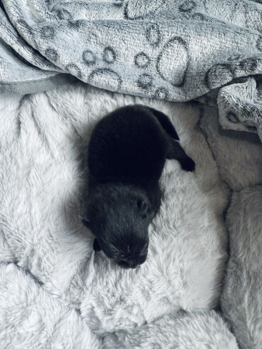 **Scooby** Szpic miniaturowy, Pomeranian piesek