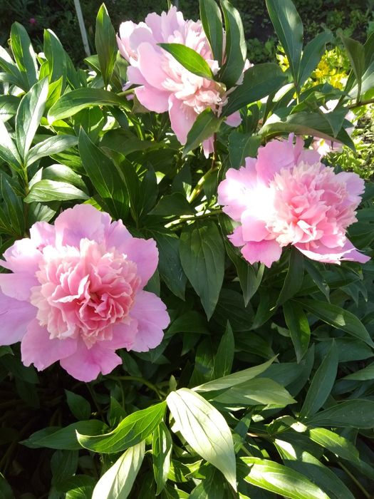 Пион, Папоротник,калина,ирисы,хоста,лилии, лаванда