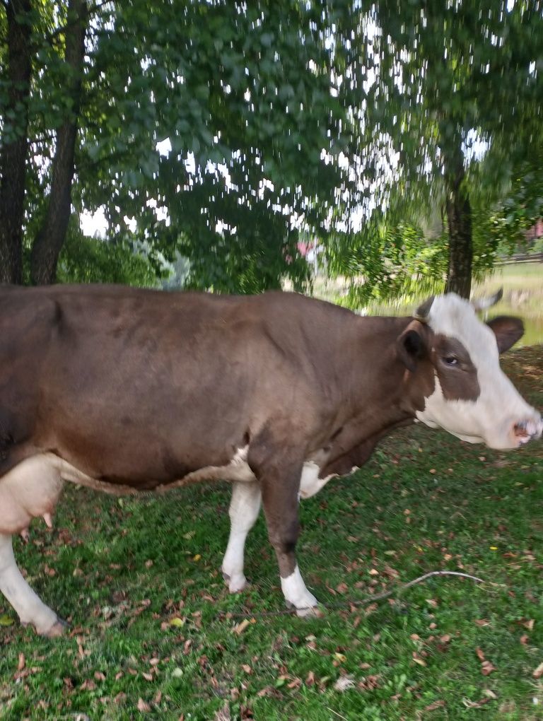 Krowa mleczna simental