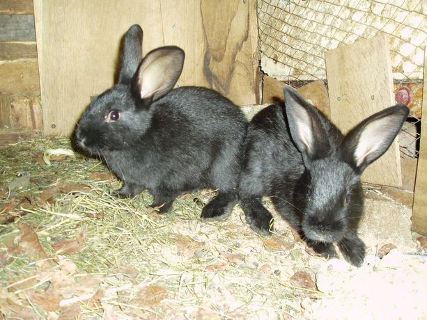 продам кролики породистые