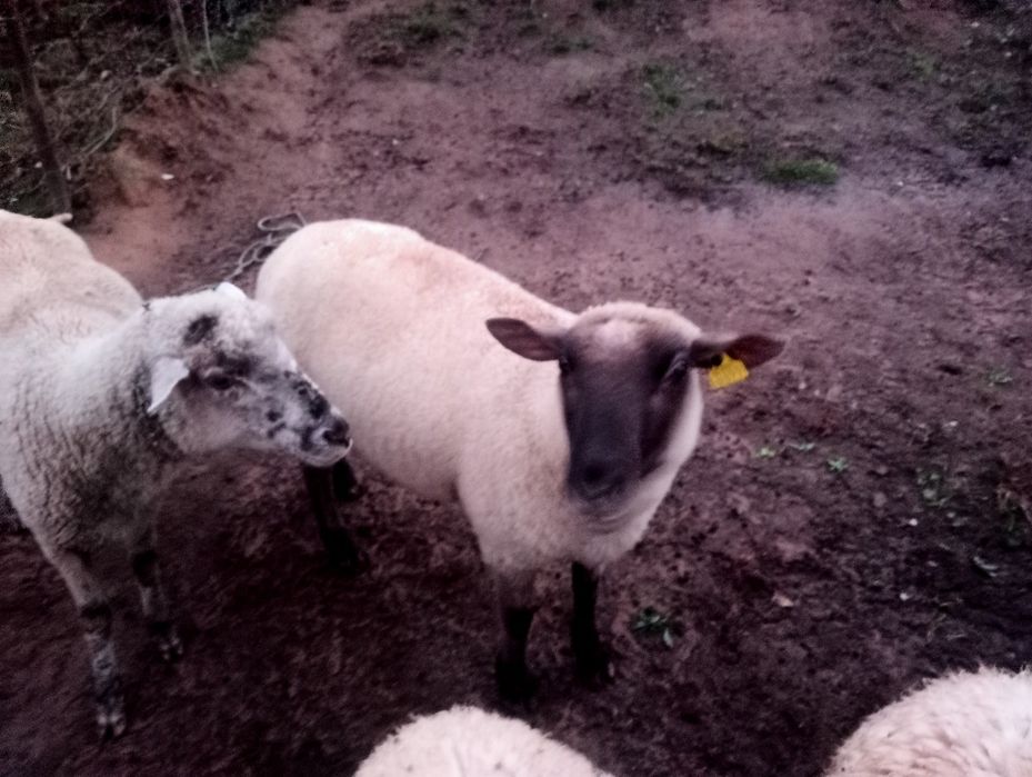 Ovelha mistura sulffok