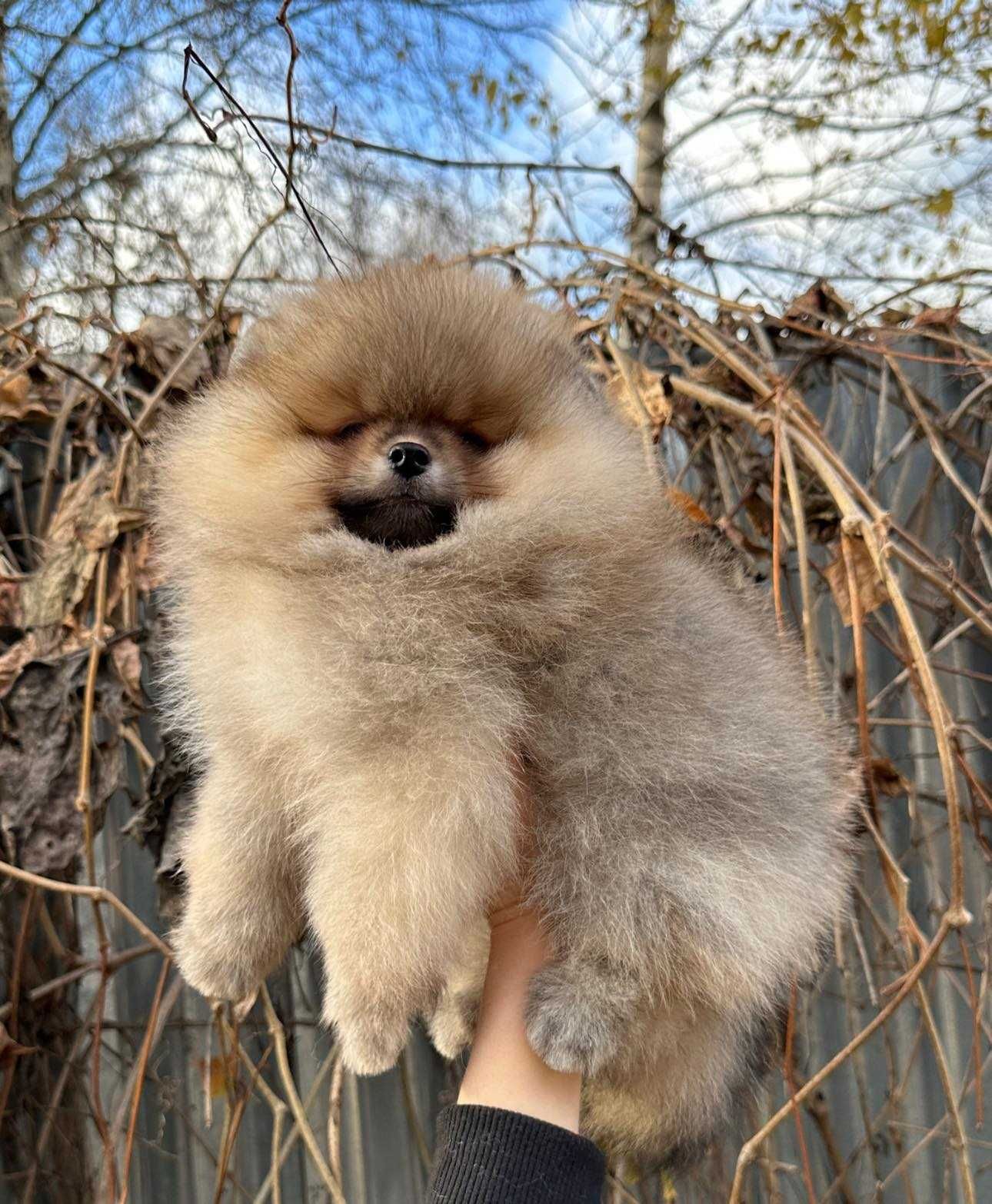 Spitz Alemão Anão e/ou Lulu da Pomerânia LARANJA  LOP e AFIXO