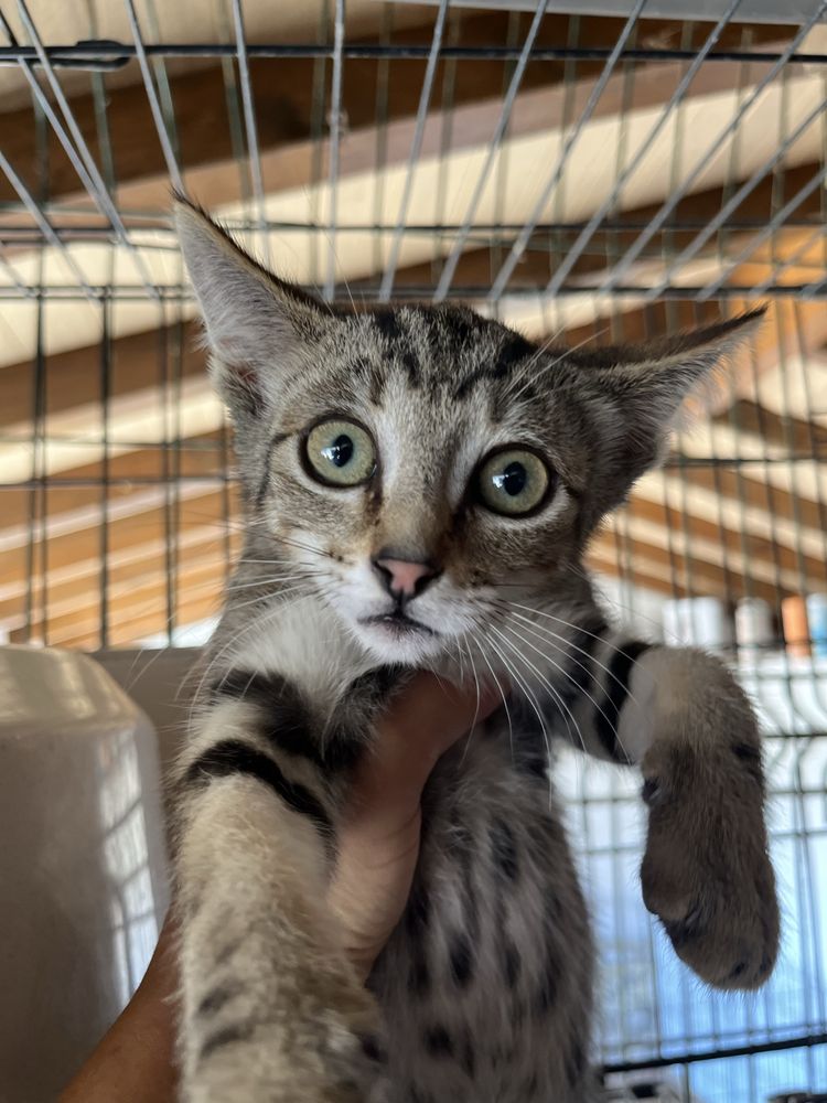Merlin- Gatinho Tabby para Adoção