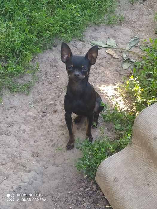 В'язка той тер'єр