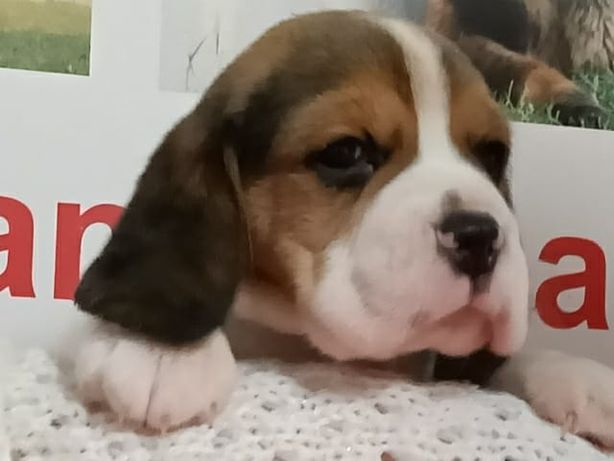 Cachorro Beagle com Lop