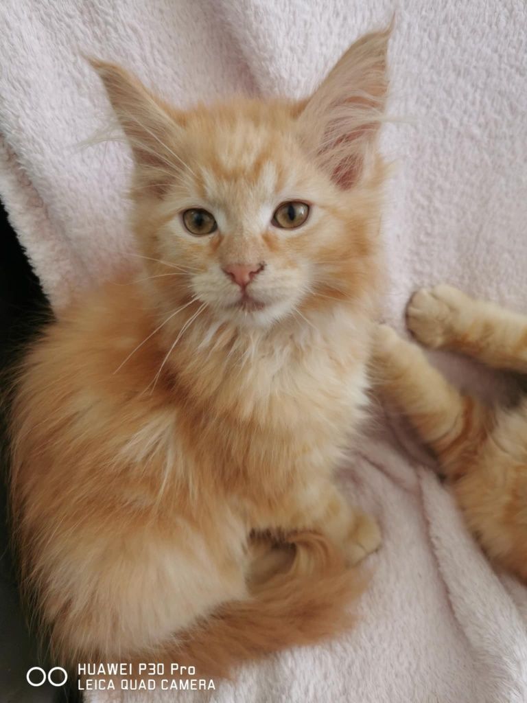 Rudy  kotek Maine coon