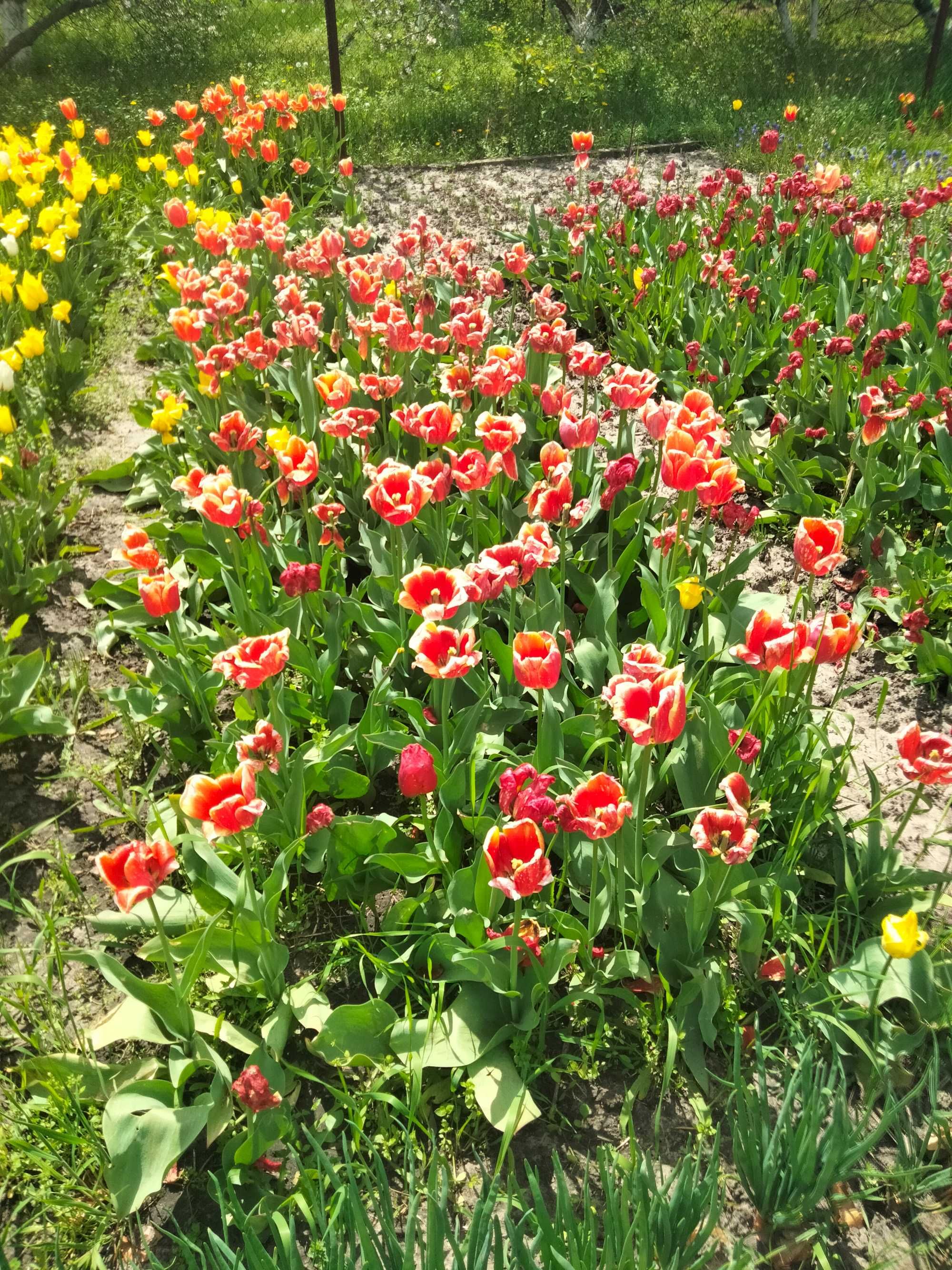 Тюльпани голандські