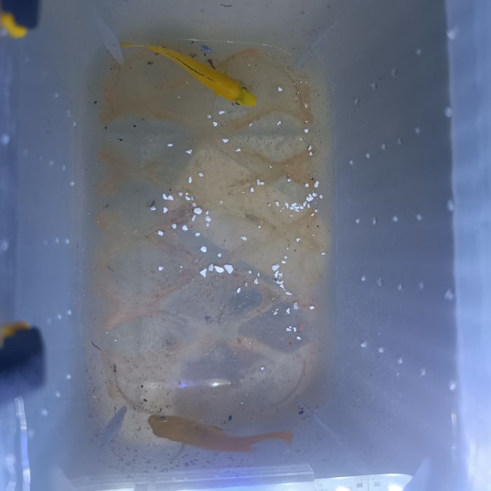 Labidochromis caeruleus