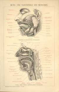Jama ustna , nos - Medycyna oryginalna XIX w. grafika