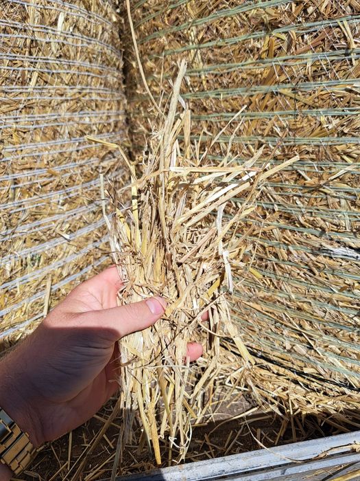 Słoma sucha pszenna / ściółka dla zwierząt koni drobiu / słoma w balot