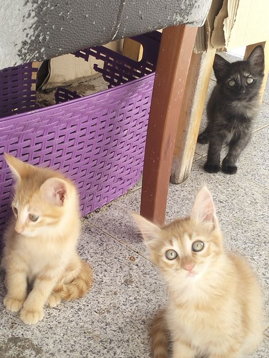 4 Gatinhos para adoção