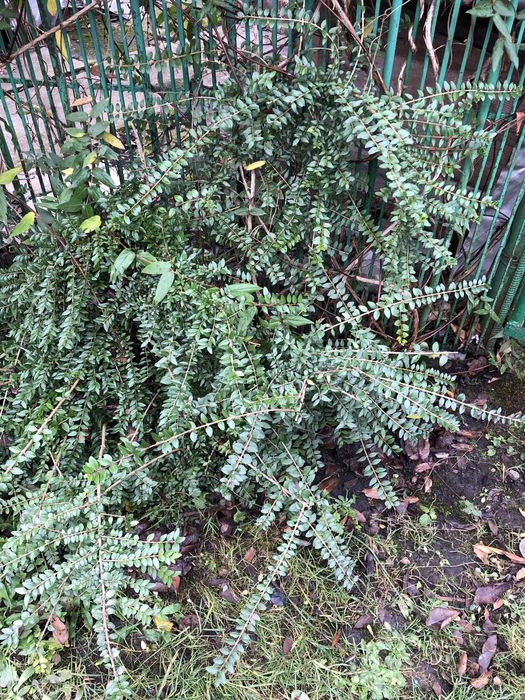 Вічно зелений кущик, жимолость шапочна та цибулини жовтого нарцизу