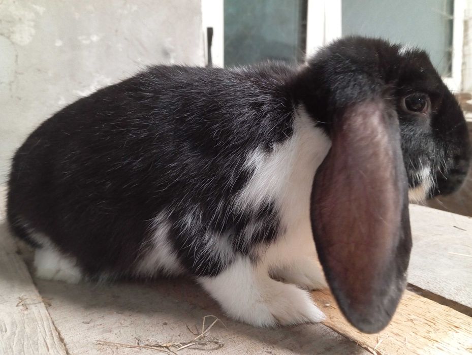 Króliki barany francuskie