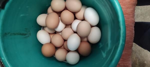 Ovos caseiros galinha ou garnisé