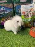 Coelho Anão Mini Lop Belier - LOJA!!