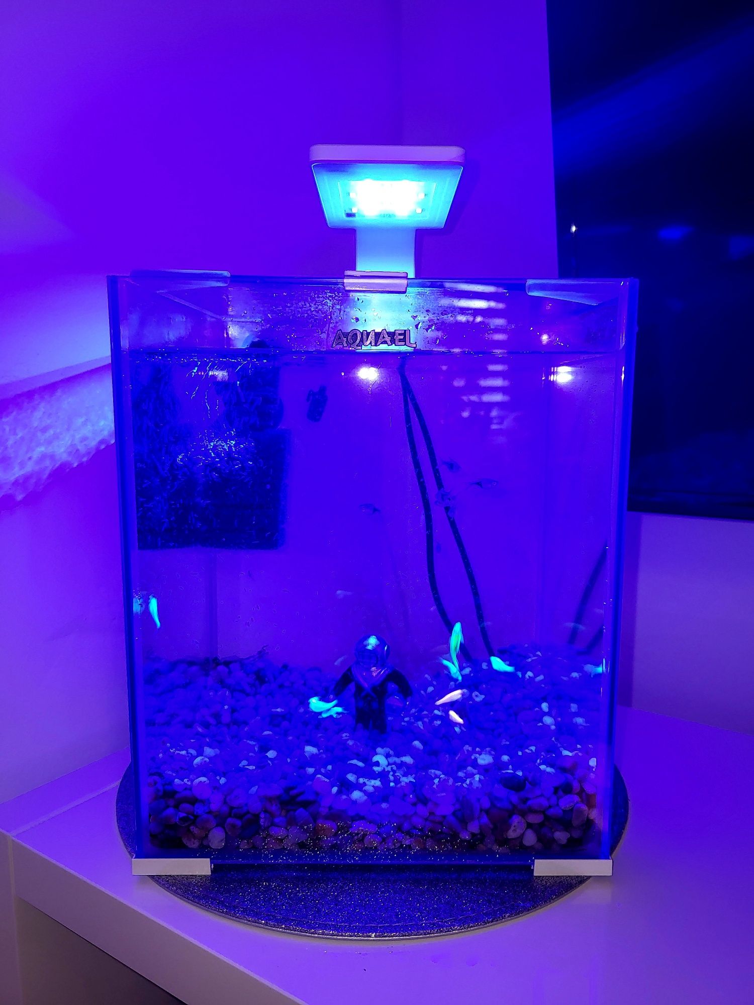 Akwarium LED AQUAEL  kamyczki zamek rośliny