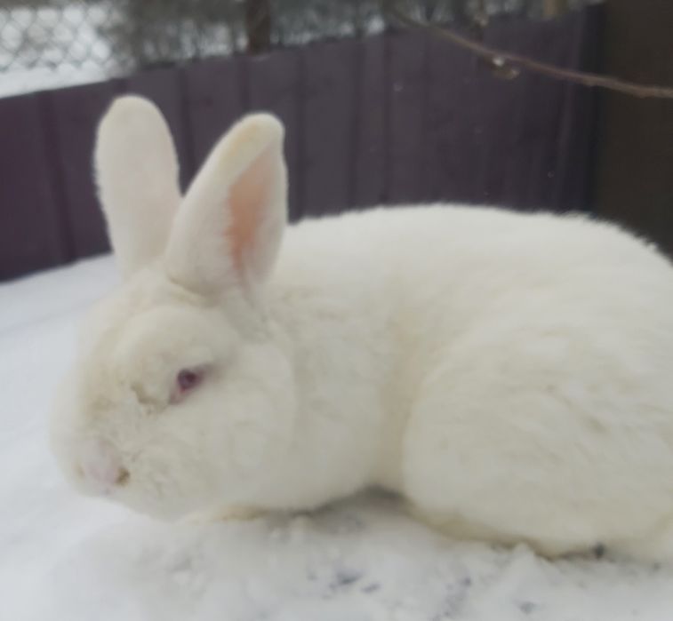 Кролики Новозеландські білі