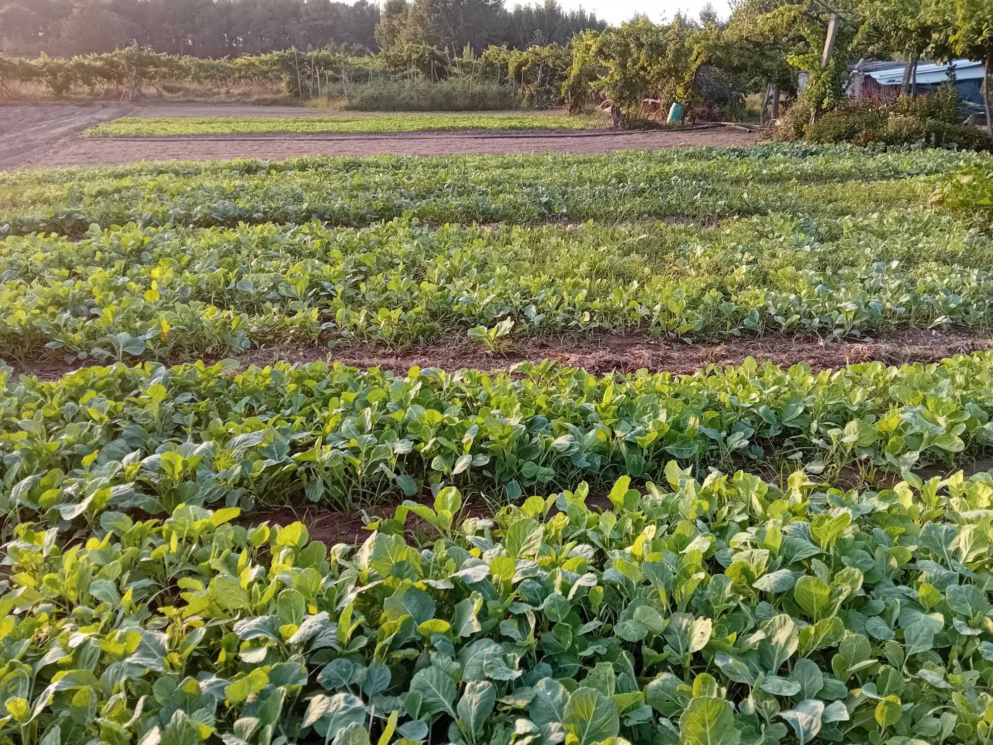 Couve Penca Pão de Açúcar Planta