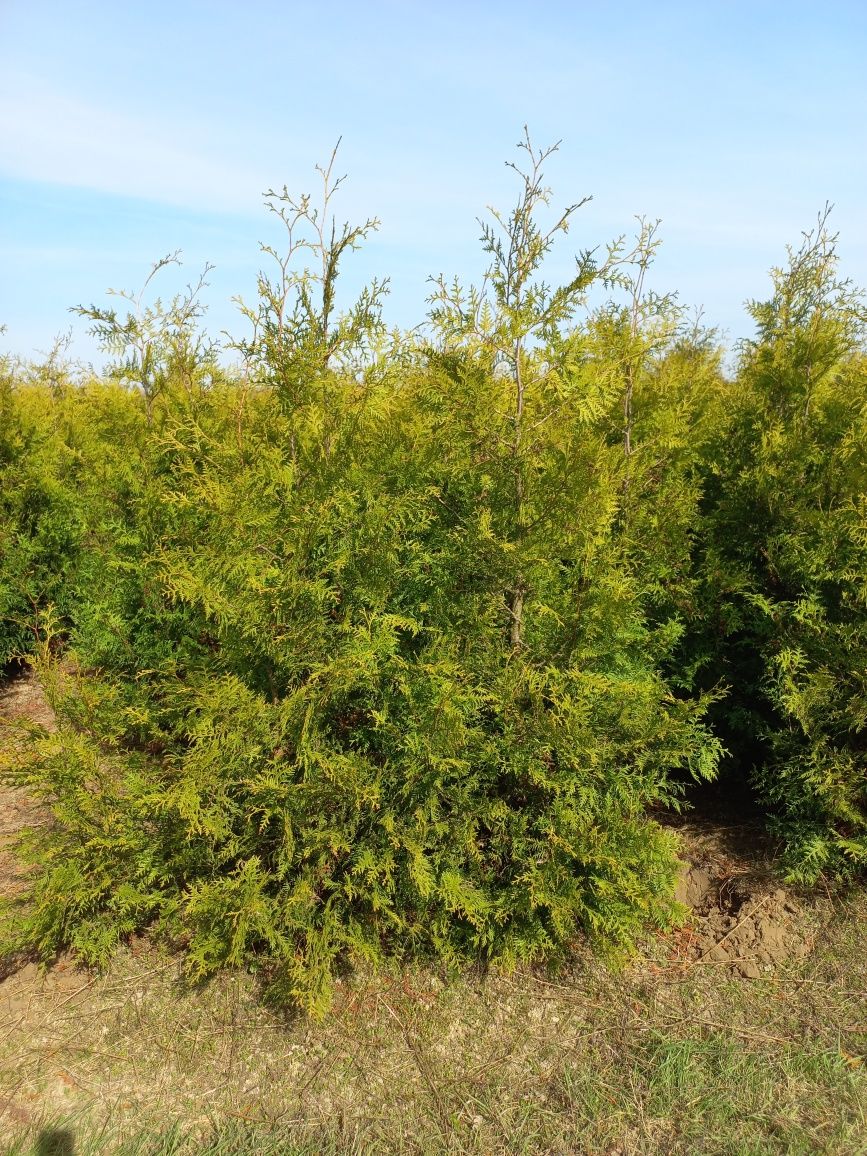 Thuja Brabant 180-200cm ( nie smaragd szmaragd )